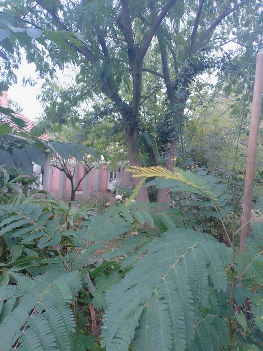 Albizia plante cu radacina nuda an 3