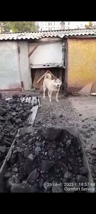 Отдам лайку в хорошие руки