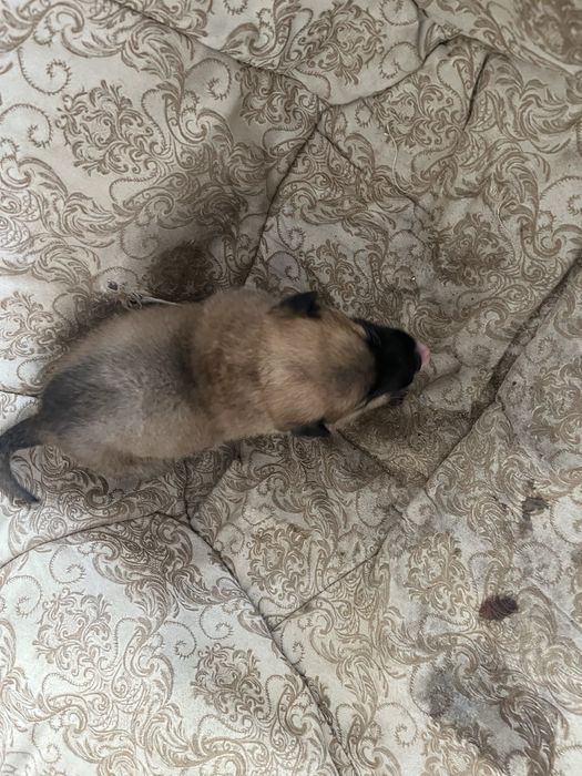 Щенок бельгийской овчарки