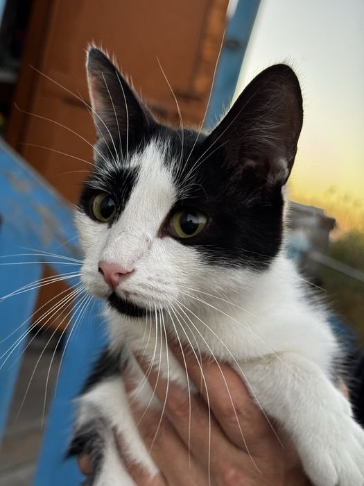 Отдам котят, в добрые руки
