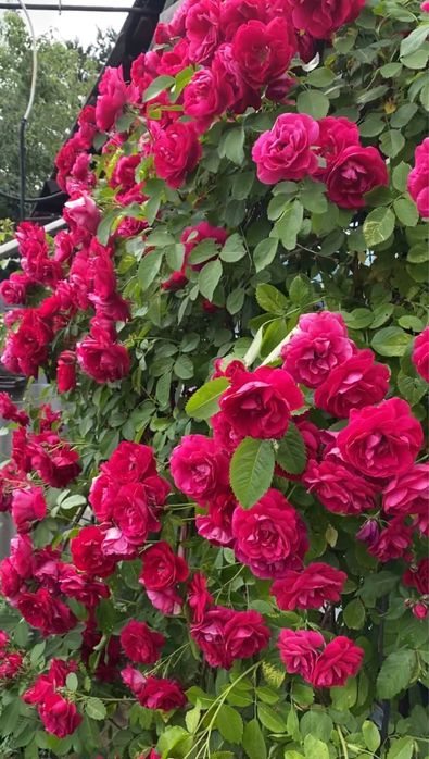 Дача в 1 обществе