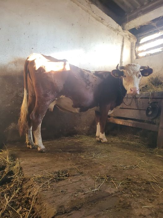 Vând vaca gestanta în 8 luni!