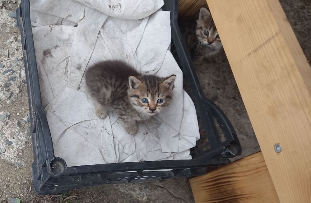 Отдам котят в хорошие руки