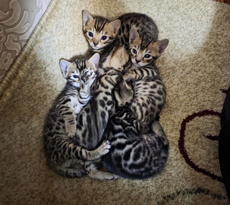 Бенгальские котята