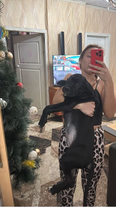 Щенки кане корсо