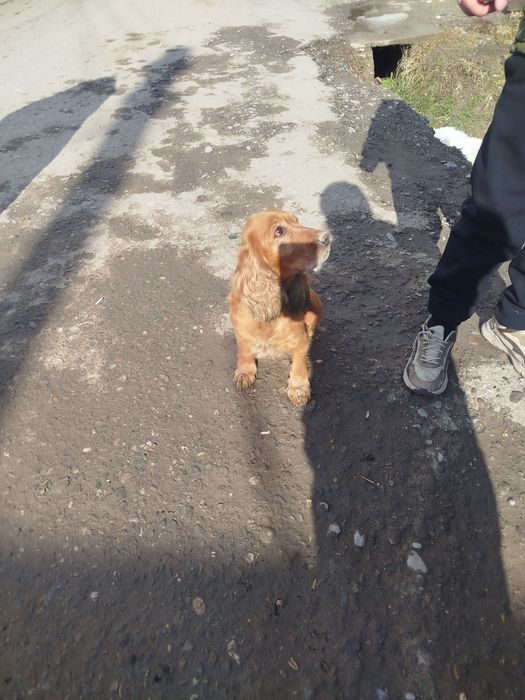 Zottor ayol it yuvosh