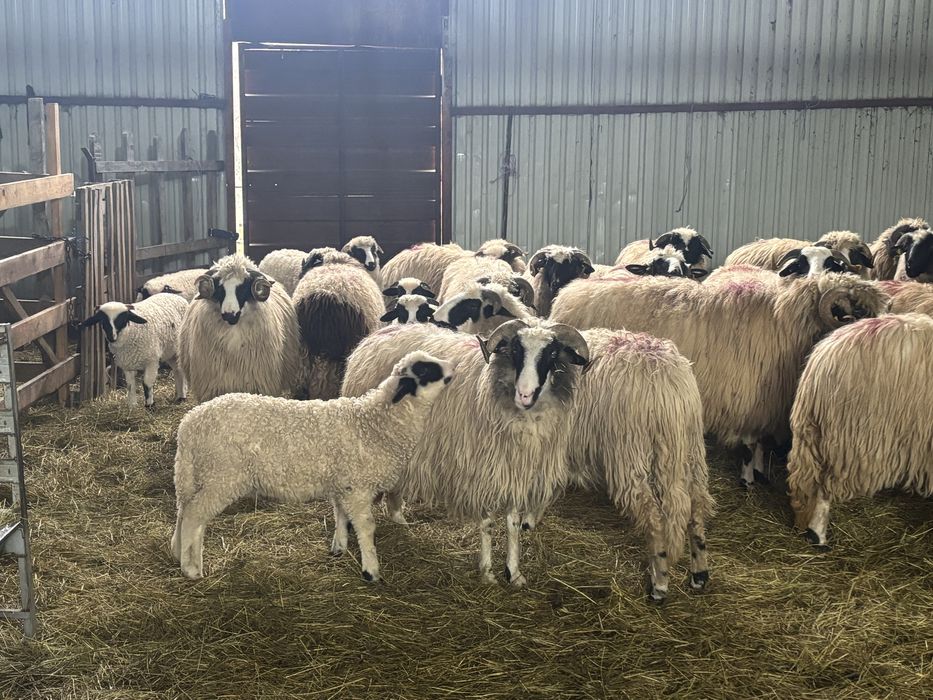 Oi de vanzare majoritatea cu mieii langa  ele