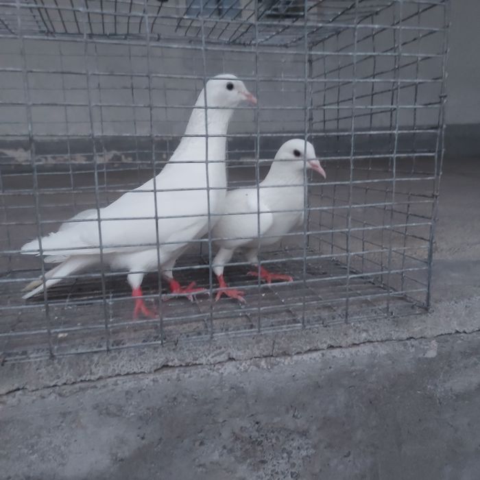 Бели Иран пара гатовый