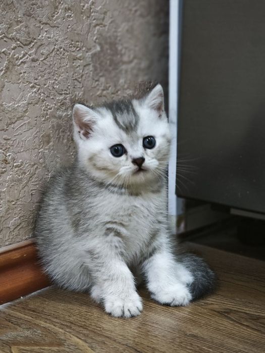 Продается котята шотланские скотиш страйд шиншила
