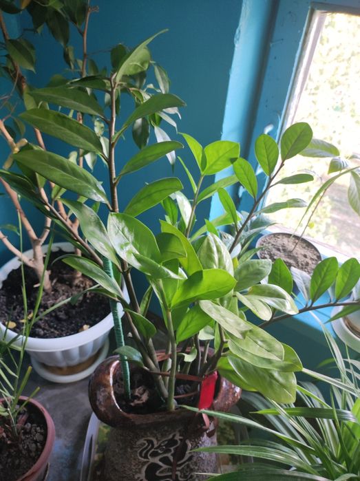 Комнатные растения