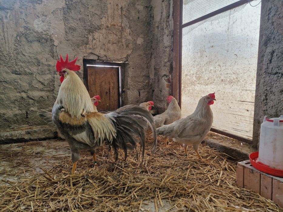 Oua de incubat Italiana gri perlat