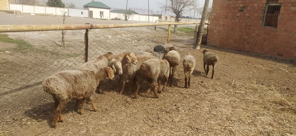 Сифатли арашан куйлари