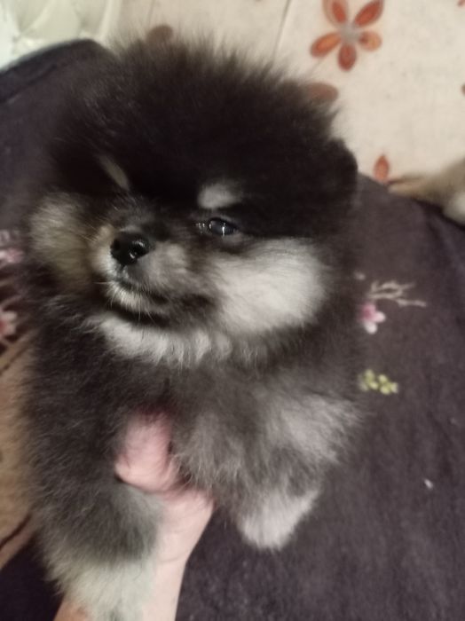 Продам щенков шпица