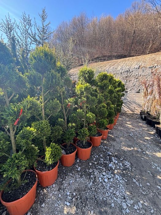 Tuia spirala,pom pon