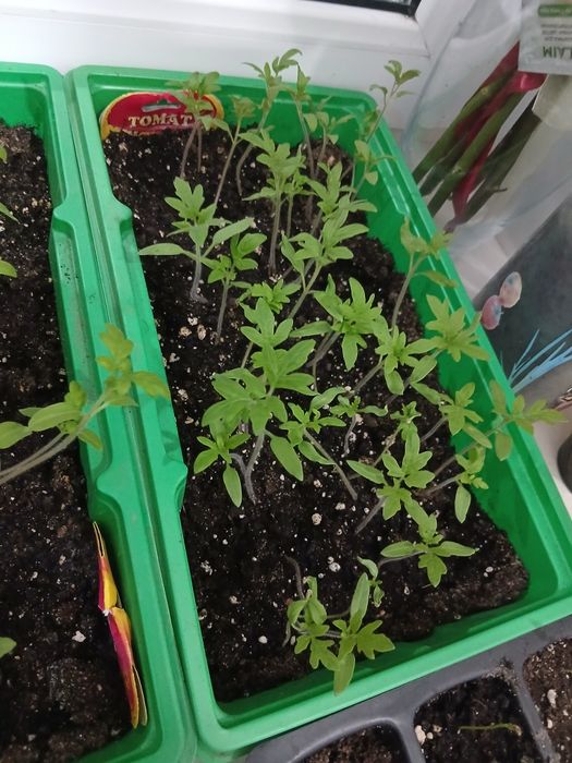 Продам рассаду помидоры