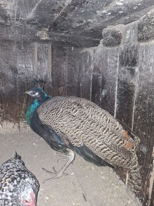 Paun de vanzare  de un an