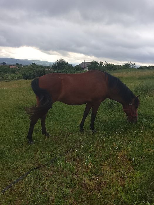 Vând mânză de 2 ani și 8 luni