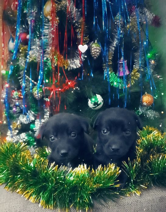 Продам щенков лабладора