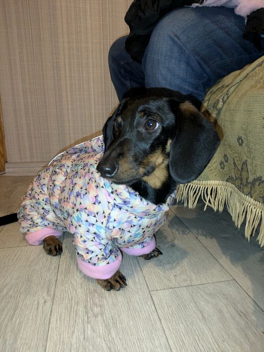 Комбинезон для собаки/ Одежда для собак