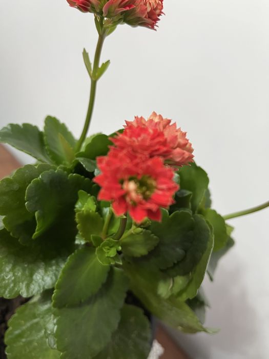 Продам Декоративное Каланхое