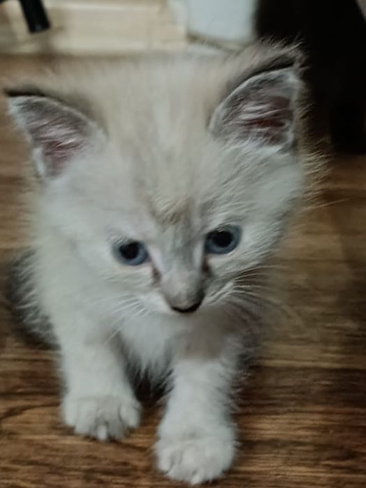 Отдам котят в хорошие руки