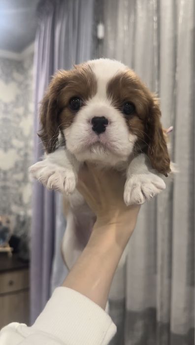 Кавалер Кинг Чарльз спаниель щенки ПРОДАЖА!
