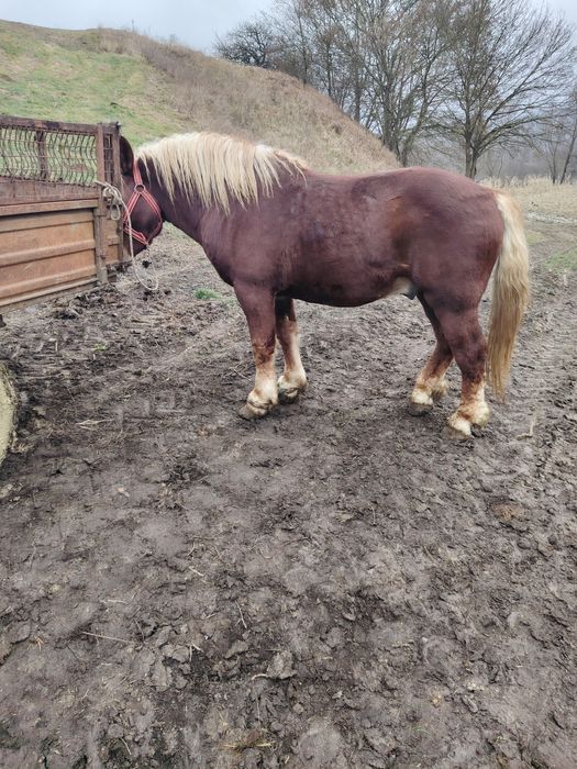 Mânz de 2,5 ani de vânzare