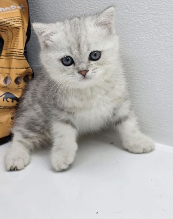 шотландские котята