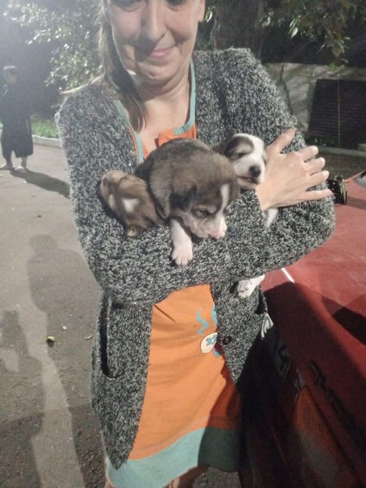 Щенки мальчики и девочки