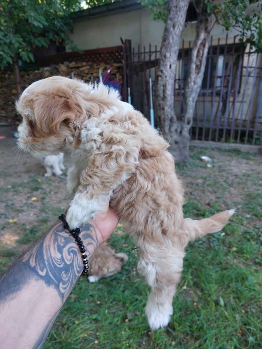 Vând jucării  speciale !