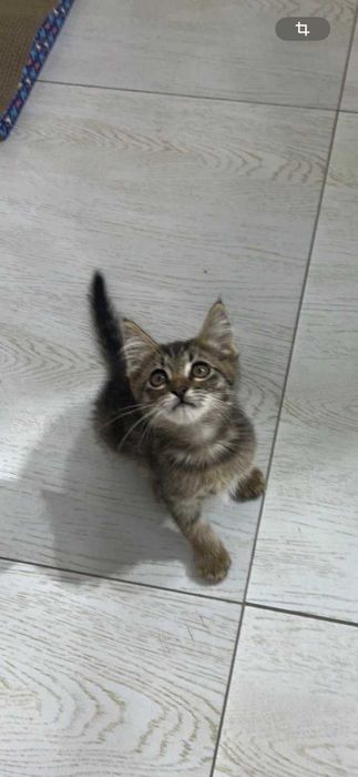 Котёнок Мурчик ищет семью!