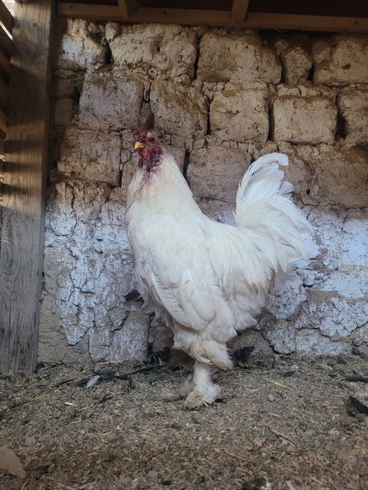 Brama xoroz va dakan xoroz