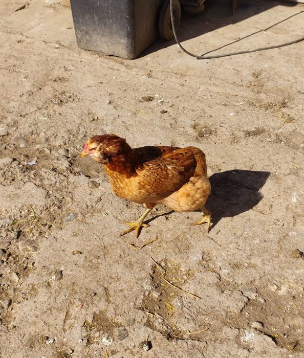 Ouă Araucana si Combatant Indian,talie mare de incubat