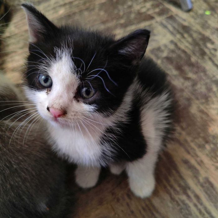 Adoptie pui de pisica