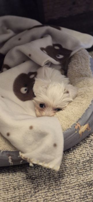 Малтийска болонка