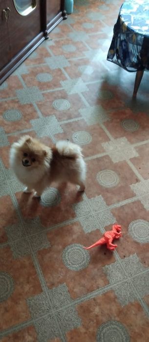 Продам щенков шпица.