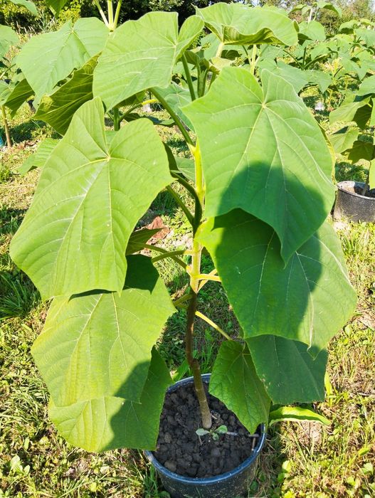 Plante paulownia de vânzare