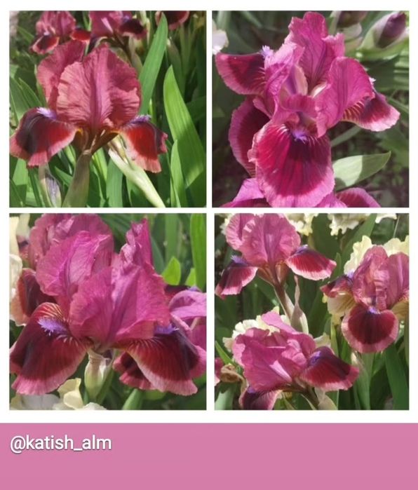 Карликовые ирисы