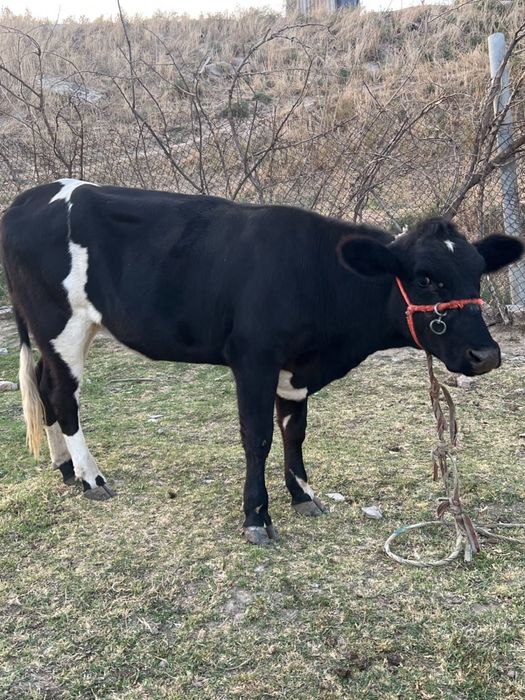 Ұрғашы сиыр 1,5 жасар