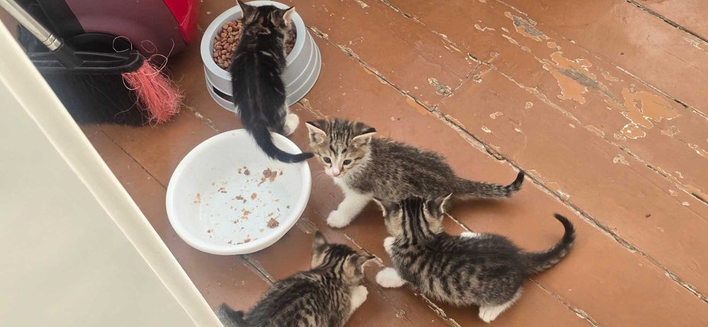 Mushukchalar hadya qilinadi bepul onasi va 4 ta bolachalari