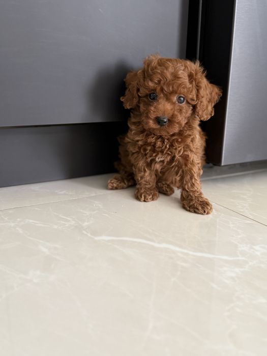 Пудел Той/Poodle Toy