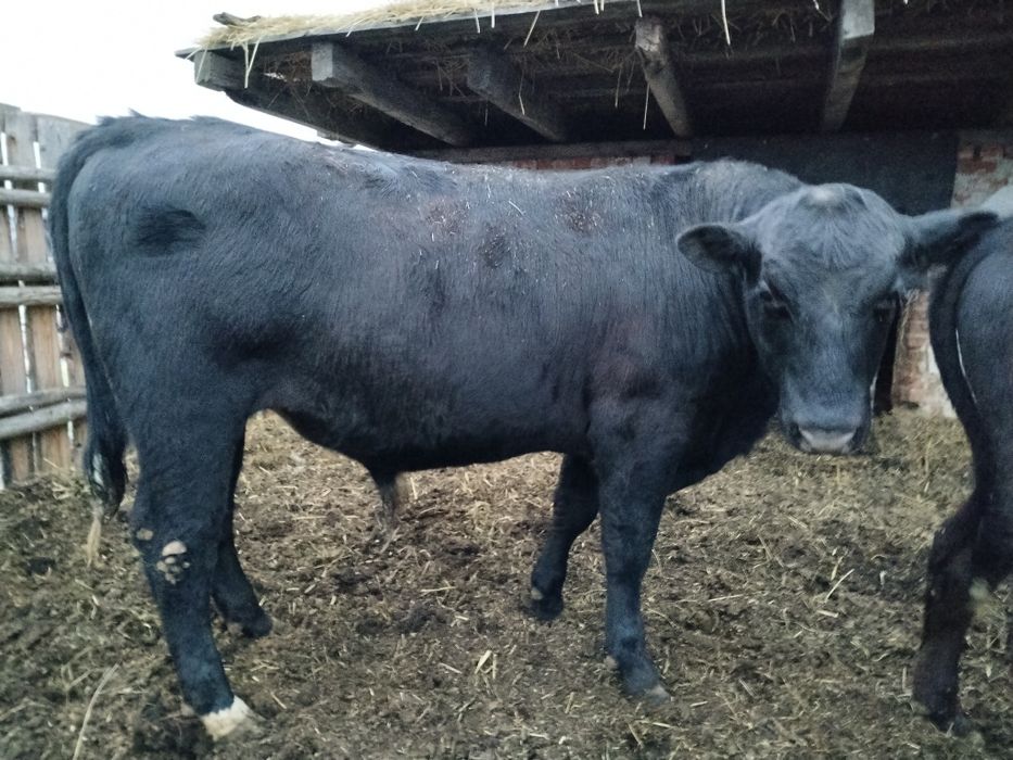Продам бычков на племя