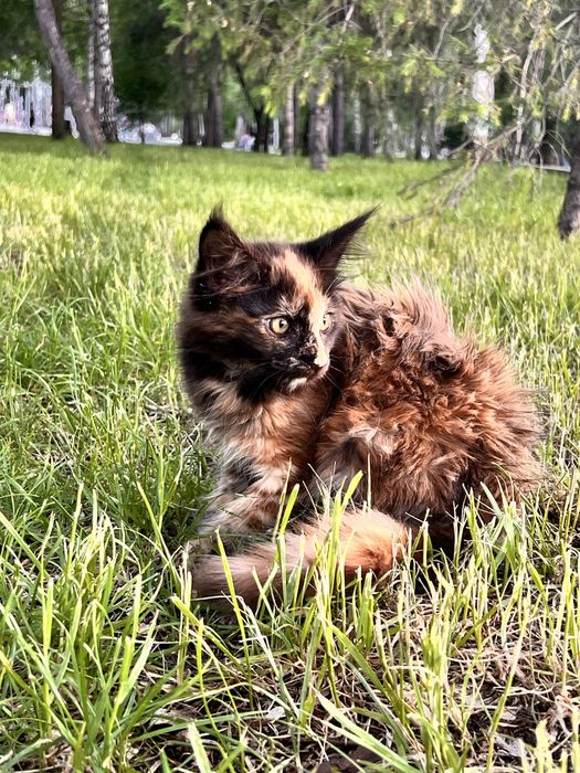 Продам Мейн Куна девочку