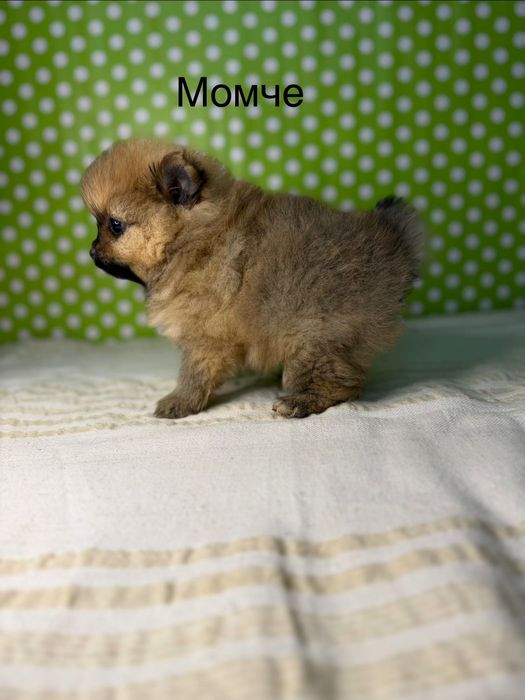 Померан мини  померанчета