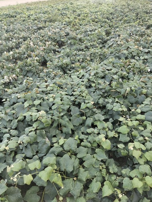 Vie Nova Alba si Ananas