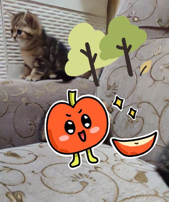 Срочно продаются котята