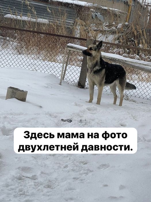 Восточноевропейская овчарка