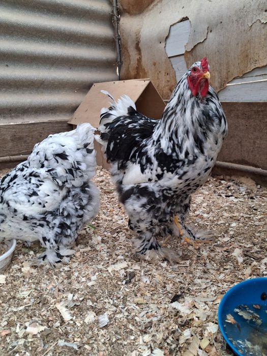 Яйцо Брама инкубационный