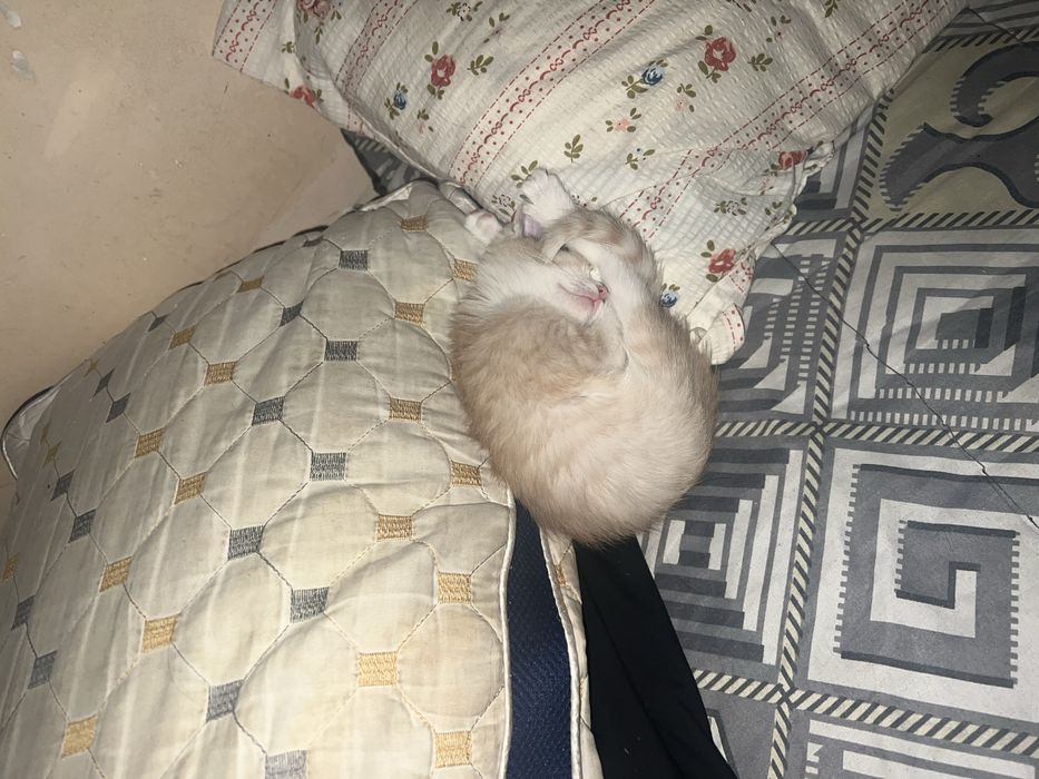 Котенок отдам даром