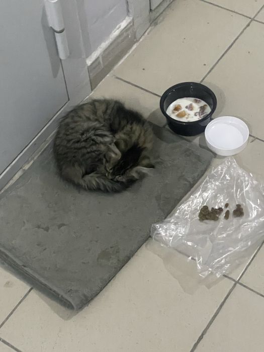 Кошка, отдам в добрые руки